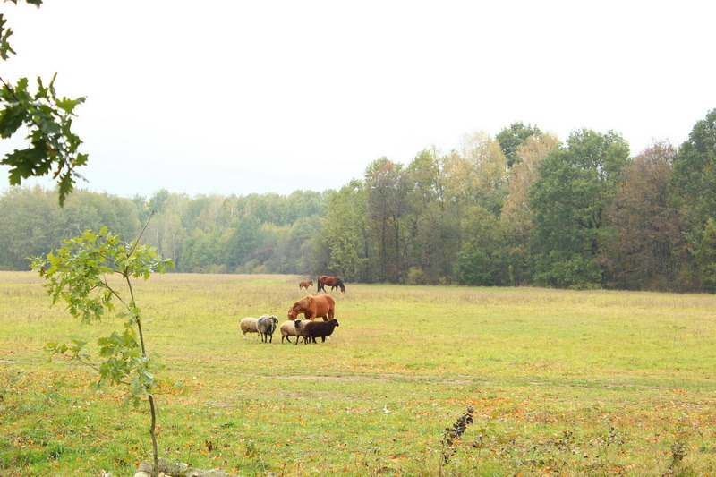 Кликни Усадьба Купалiнка.