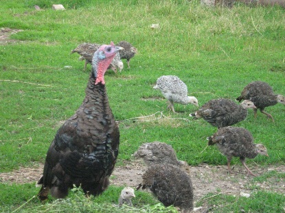 Кликни Усадьба Лесная поляна