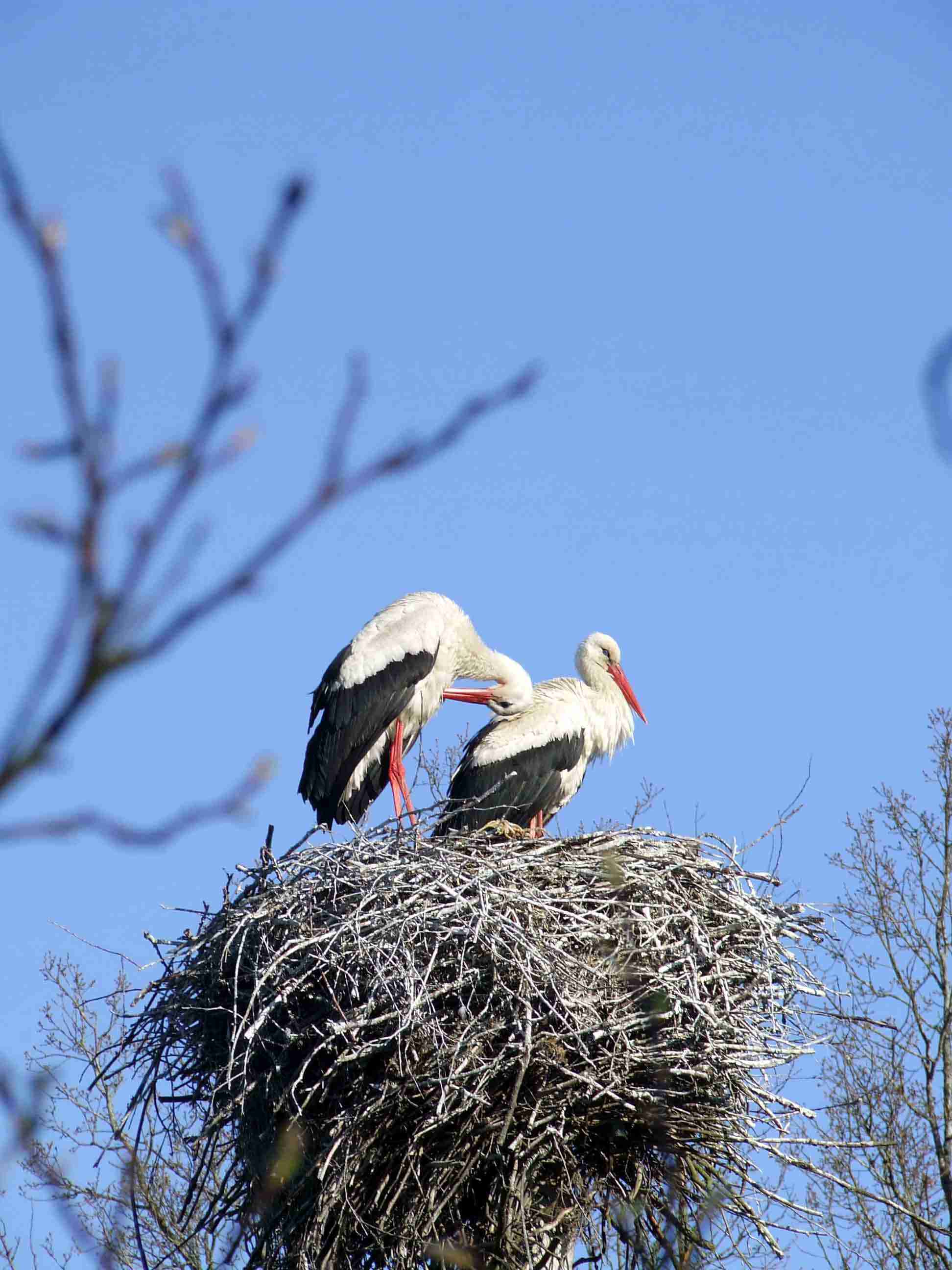 Кликни Усадьба Трабутишки
